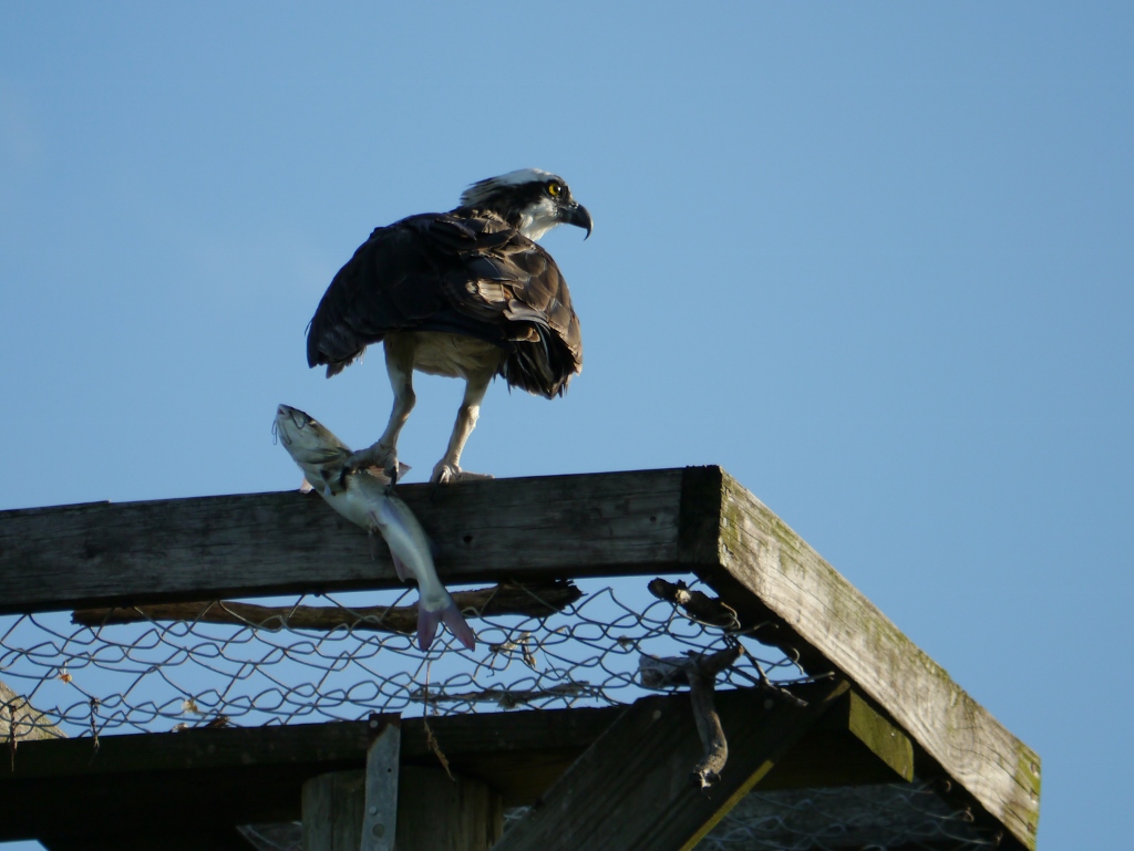 poisson chat ile de Sanibel Floride Osprey Balbuzard pêcheur poisson-chat