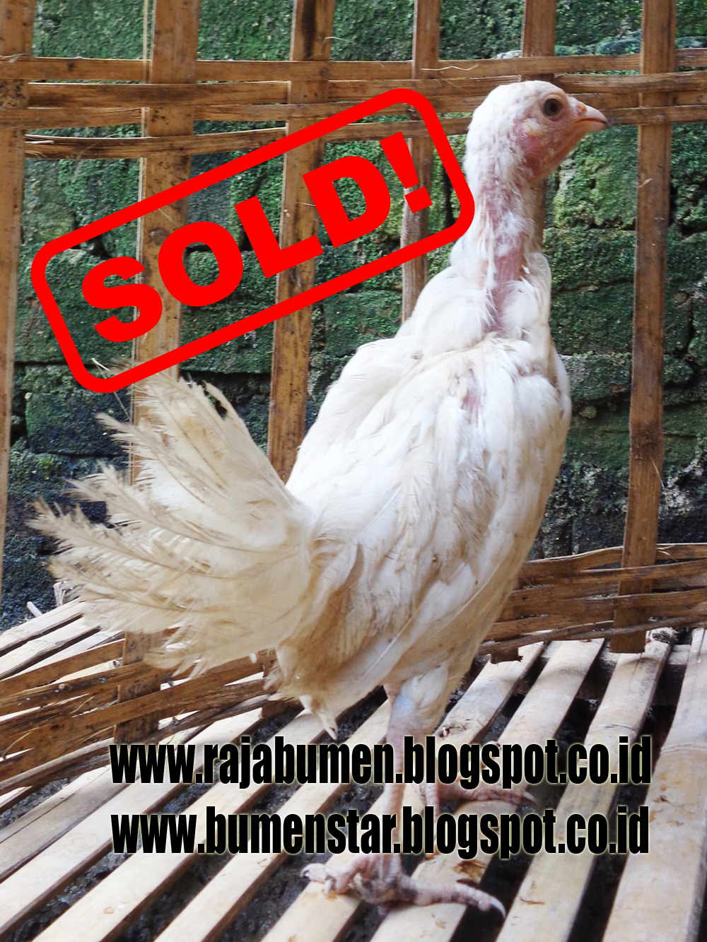 73+ Gambar Ayam Filipina Segel Terbaik 73+ Gambar Ayam Filipina Segel Terbaik