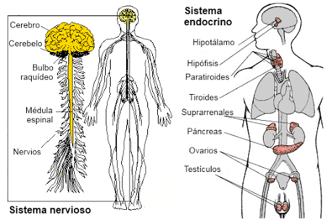Resultado de imagen de sistemas de relacion nervioso y endocrino