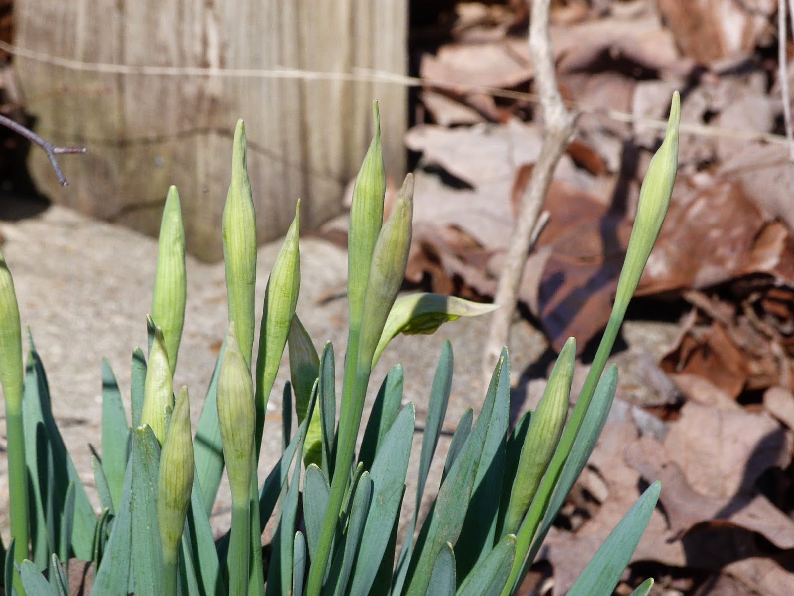chmusings: daffodil buds chmusings: daffodil buds