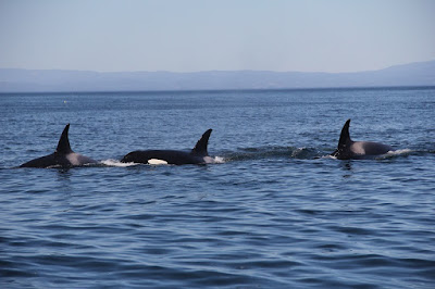 Year-Round Whale Watching in Monterey