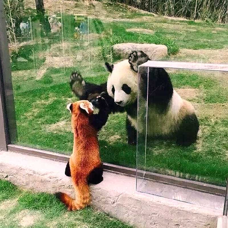 Panda%2Bmeets%2BRed%2BPanda.jpg