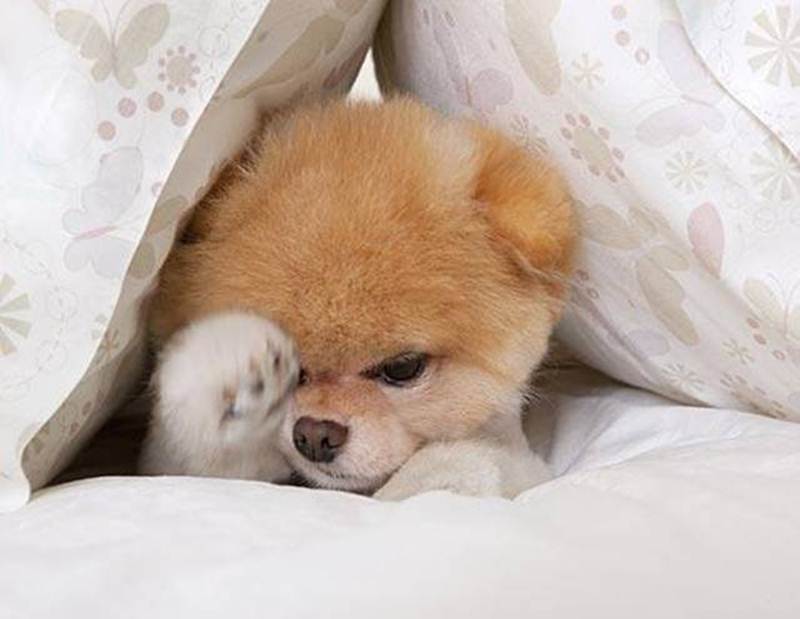 get-fun-here-boo-the-world-s-cutest-dog