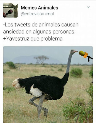 yavestruz qué problema yavestruz qué problema
