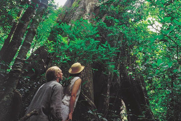 Monteverdi Reserve, Costa Rica -10 Worlds Amazing Forests Monteverdi Reserve, Costa Rica 10 Worlds Amazing And Beautiful Forests
