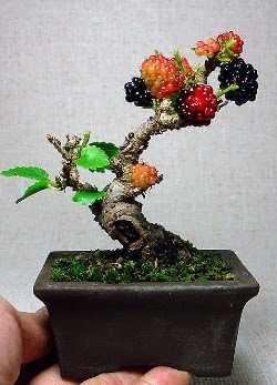 JENIS TANAMAN BUAH YANG DAPAT DIJADIKAN BONSAI