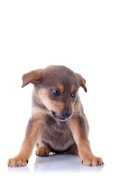 Dog Aggression Dog Aggression
