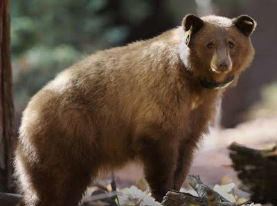 Bear - Animals Starting With Letter B Bear - Animals Starting With Letter B