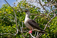 Red Footed Boobie, Genovesa Island, Galapagos