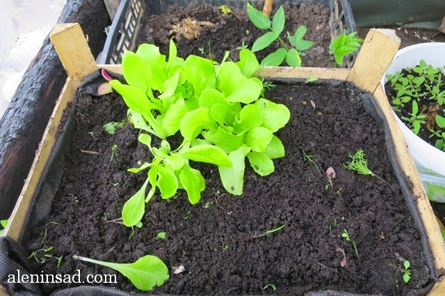 пересадка салата, посев салата, выращивание кочанного салата, рассада, яшик для рассады, сорта салата, аленин сад, всходы салата