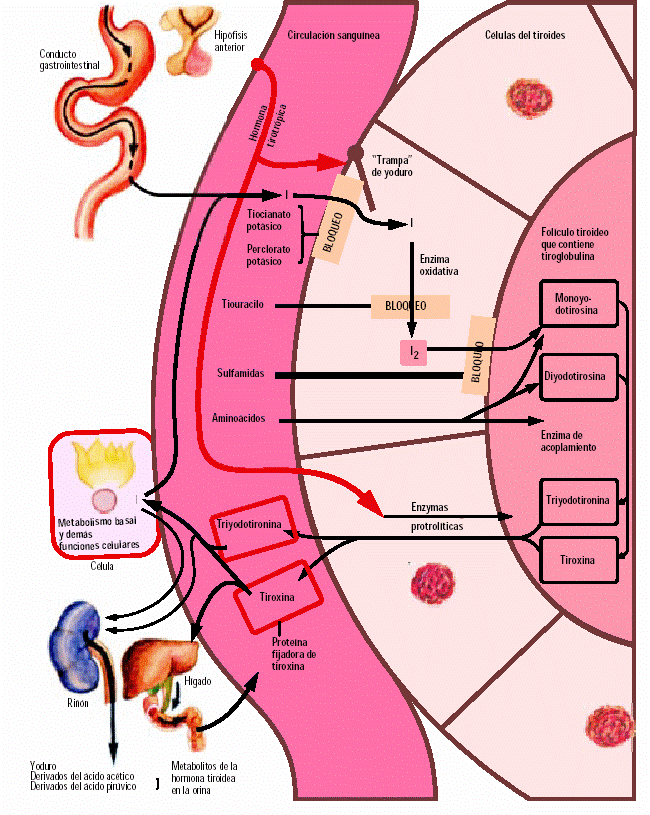 El yodo Absorción y metabolismo de