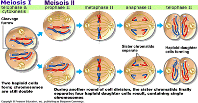 webquest: meiosis 2