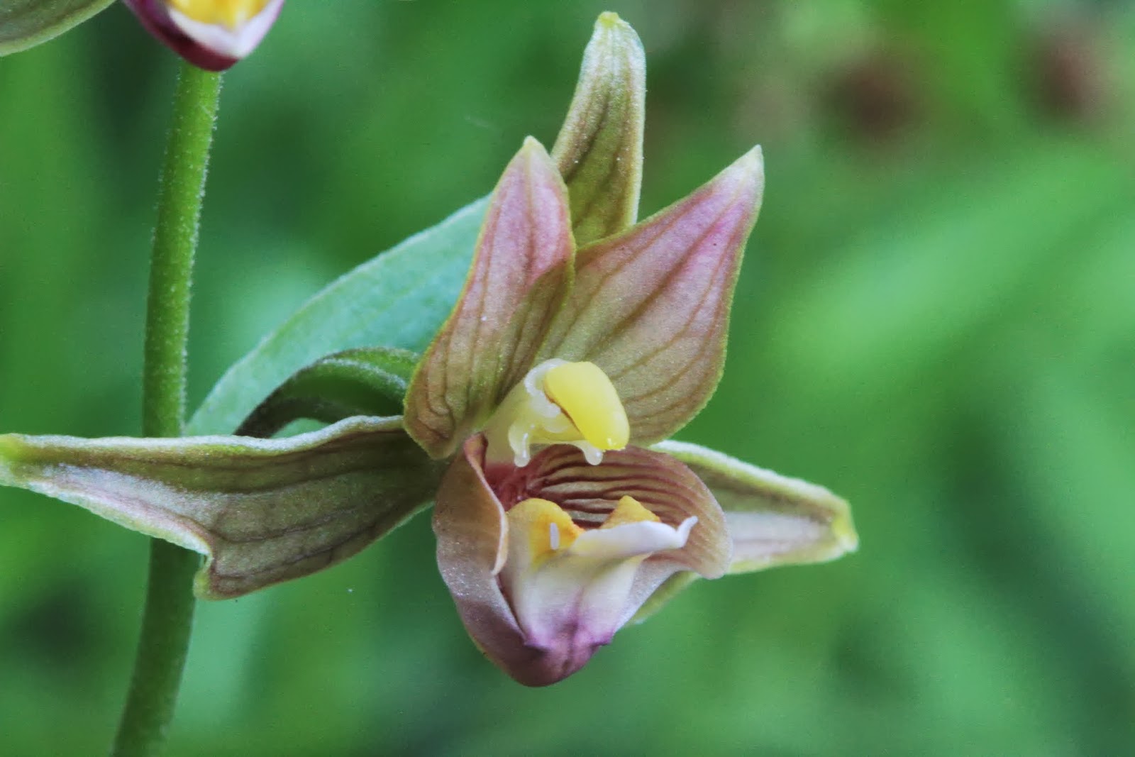 Native Orchids of the Pacific Northwest and the Canadian Rockies (and Elsewhere) Seventeenth