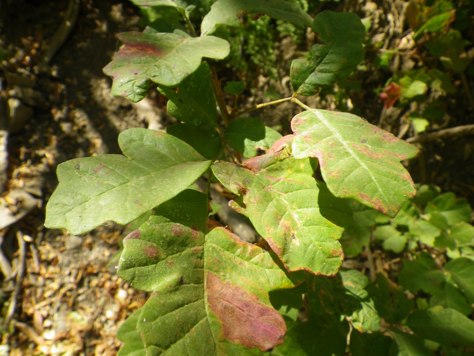 David Stillman Poison Oak, the asshole of the plant world.