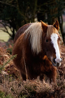 Periculum est emptoris et l'achat d'un cheval