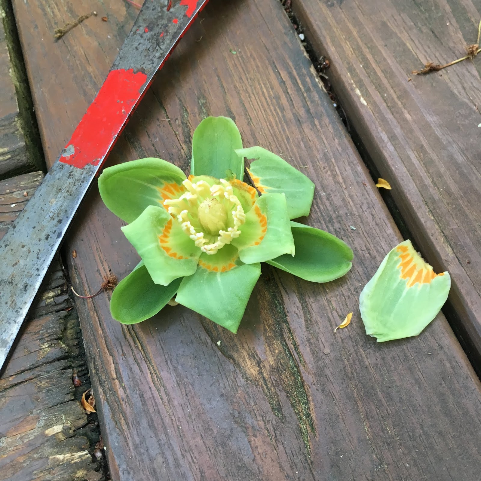 bee surprised: 2019 tulip popular