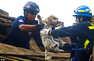 Kokua Japan's animals...