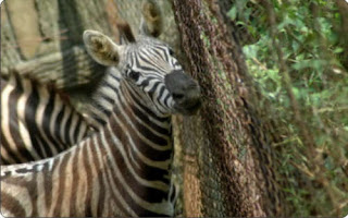 zebra pictures
