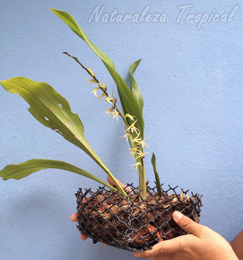 Orquídea Estrellita (Eria javanica) en maceta