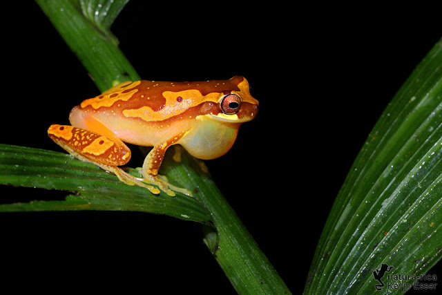 Hourglass Treefrog - Dendropsophus ebraccatus