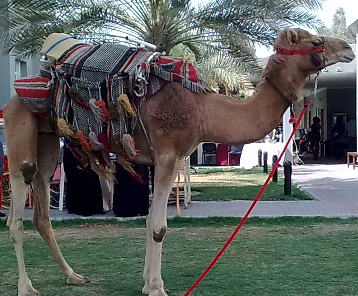 Kuweight 64: HAPPY KUWAIT NATIONAL DAY - PHOTOS CELEBRATING KUWAIT'S ...