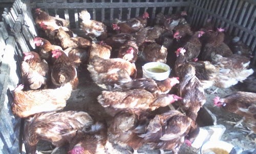 ayam petelur yang sudah tidak prodoktif di jual untuk di potong