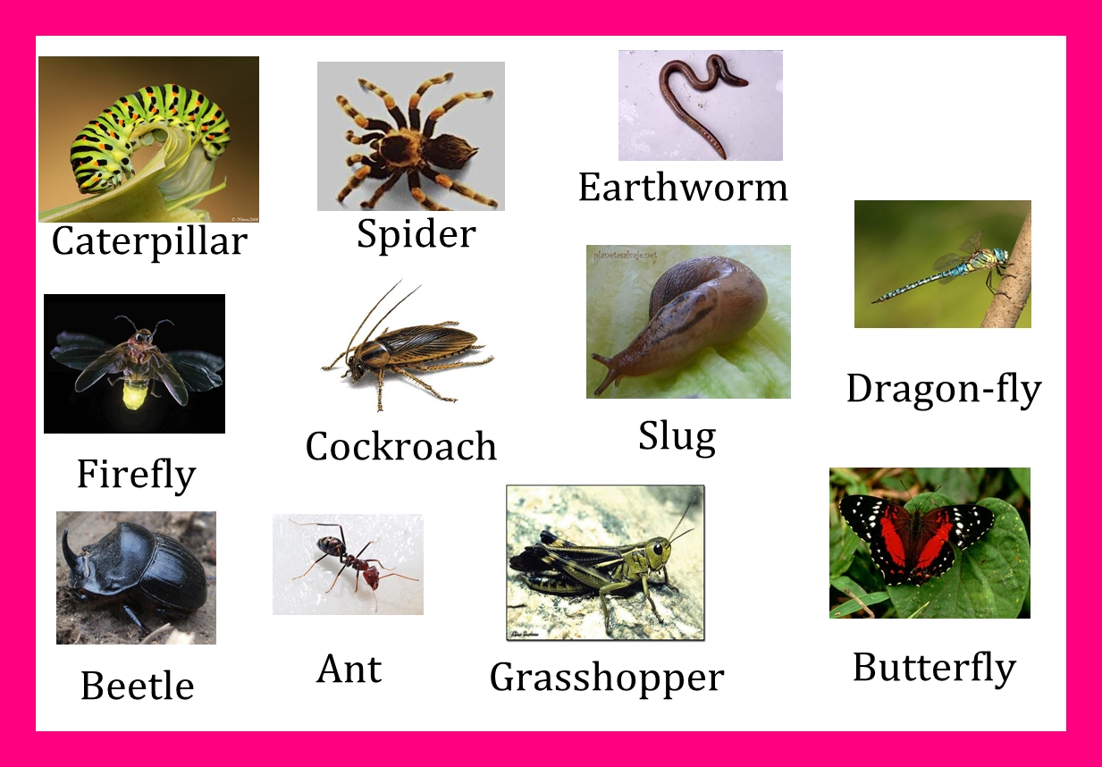 Leer Y Aprender Juntos Insectos En Ingles