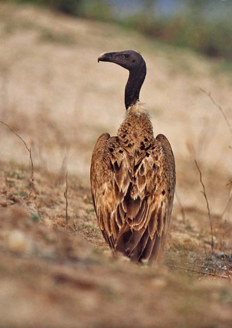 Slender-billed Vulture photographed by Andy and Gill Swash