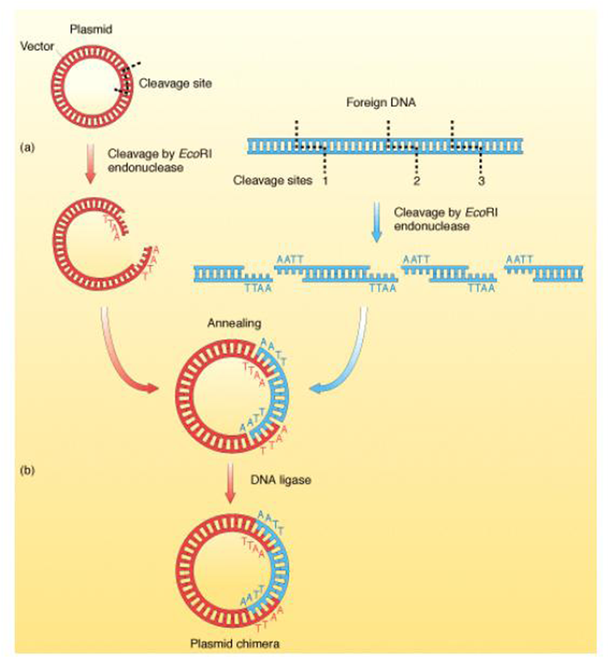 Гибридизация плазмид. Метод рекомбинантных плазмид. Способы получения рекомбинантной ДНК. Введение ДНК генная инженерия. Рекомбинантная молекула ДНК.