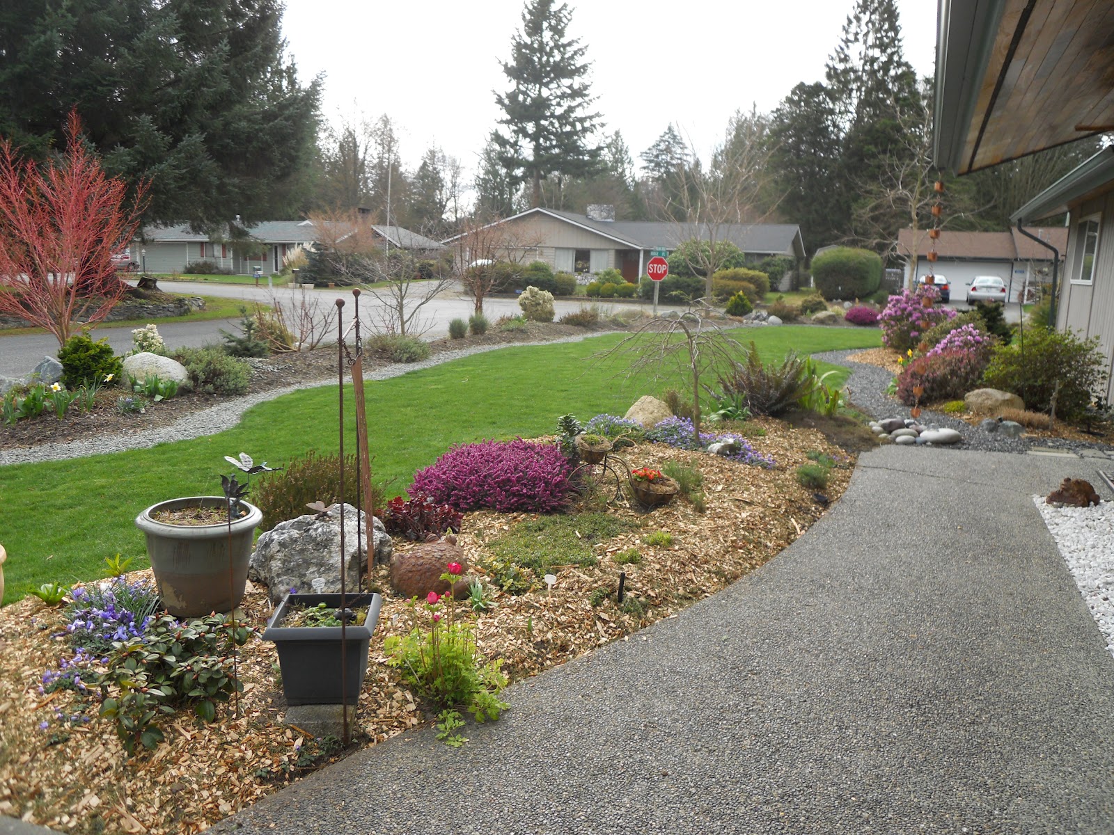 Wood Chips: Wood Chips Front Yard