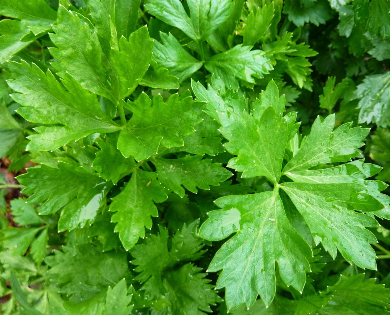 tanaman herbal: tanaman seledri