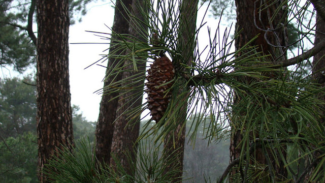 Pino resinero (Pinus pinaster Ait.).