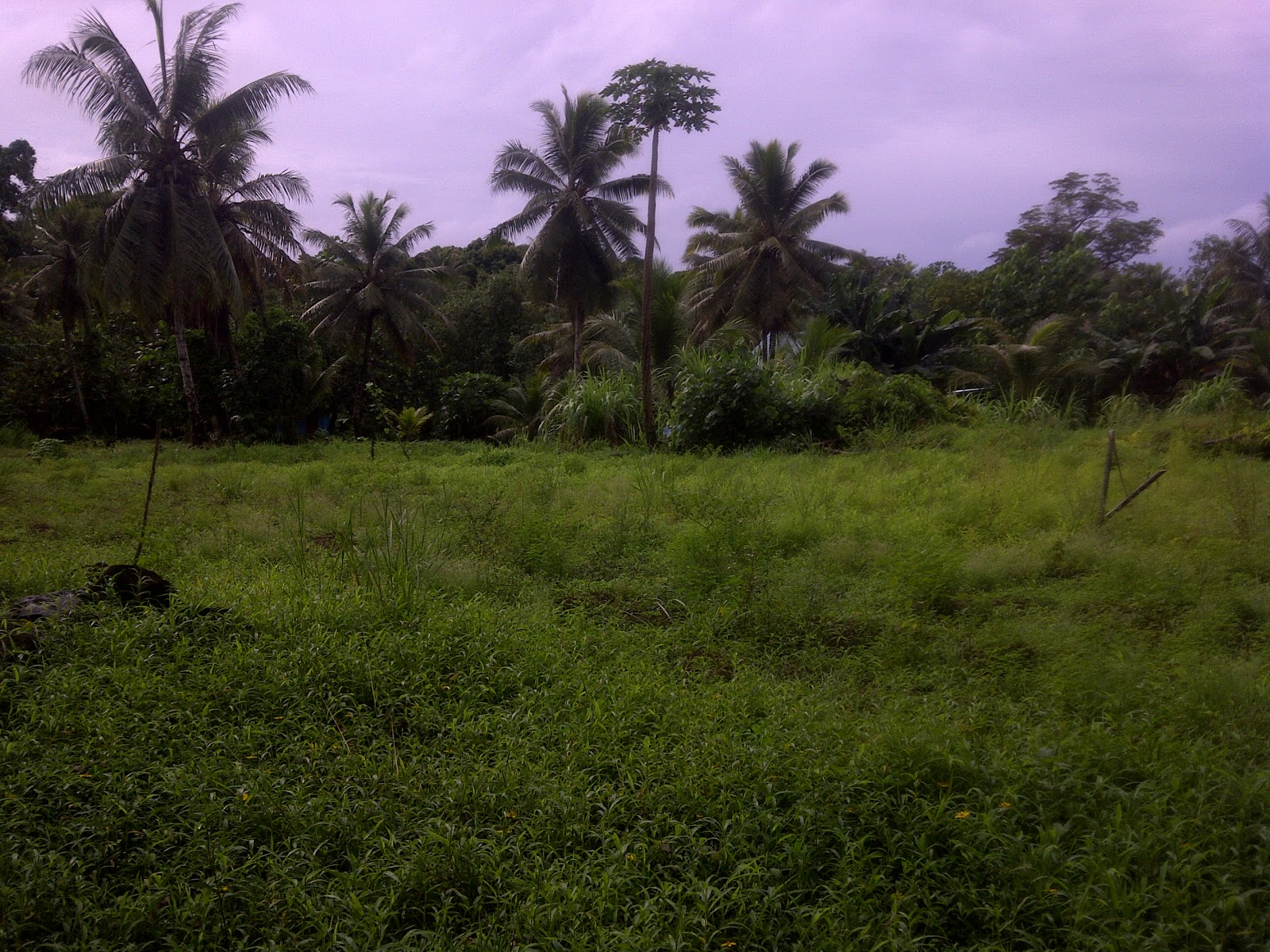 IRIS MICRONESIA Iris Micronesia Base 1