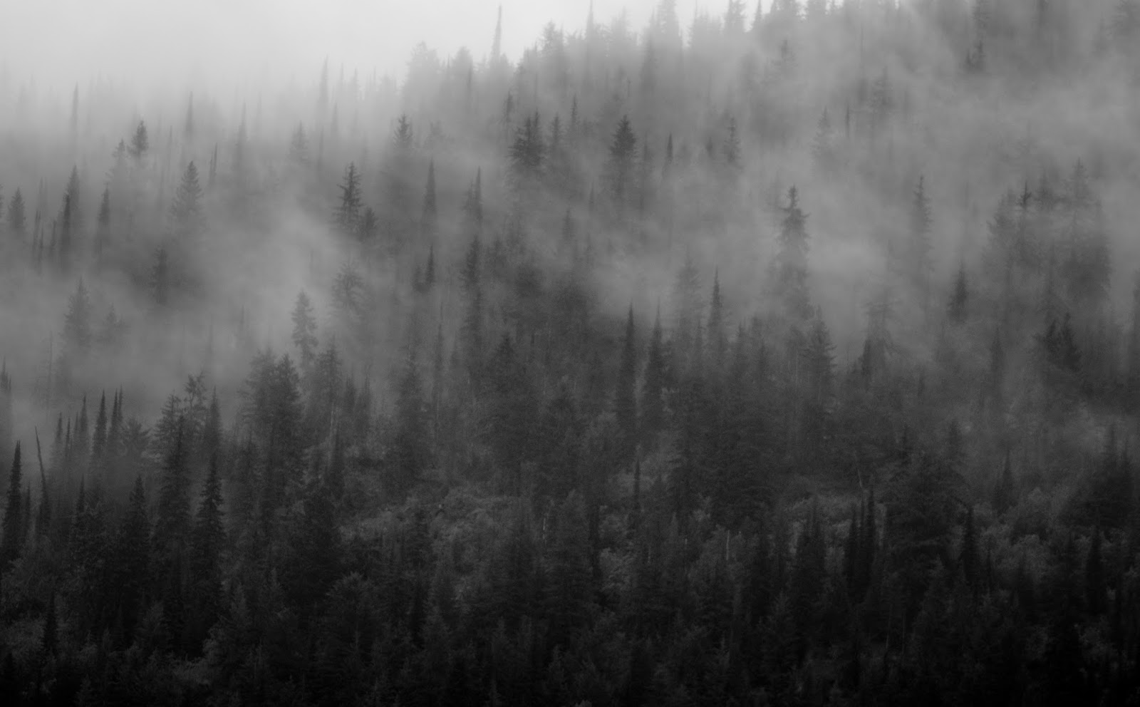 The Black River Blog: Mountain Fog Forest at Wildhorse Creek, British ...