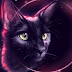Gato Preto Wallpaper