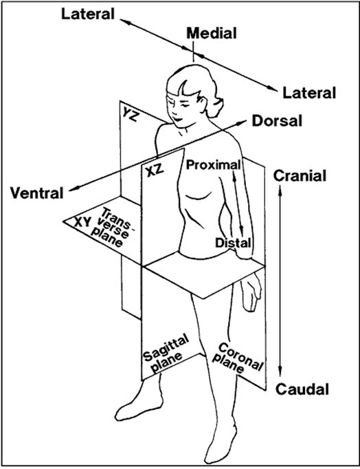 Anatomical Directions And Positions