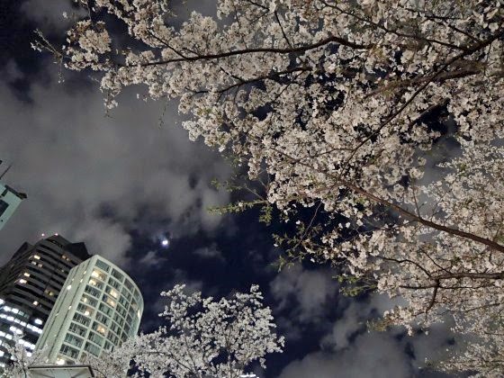 赤坂サカスの夜桜と月