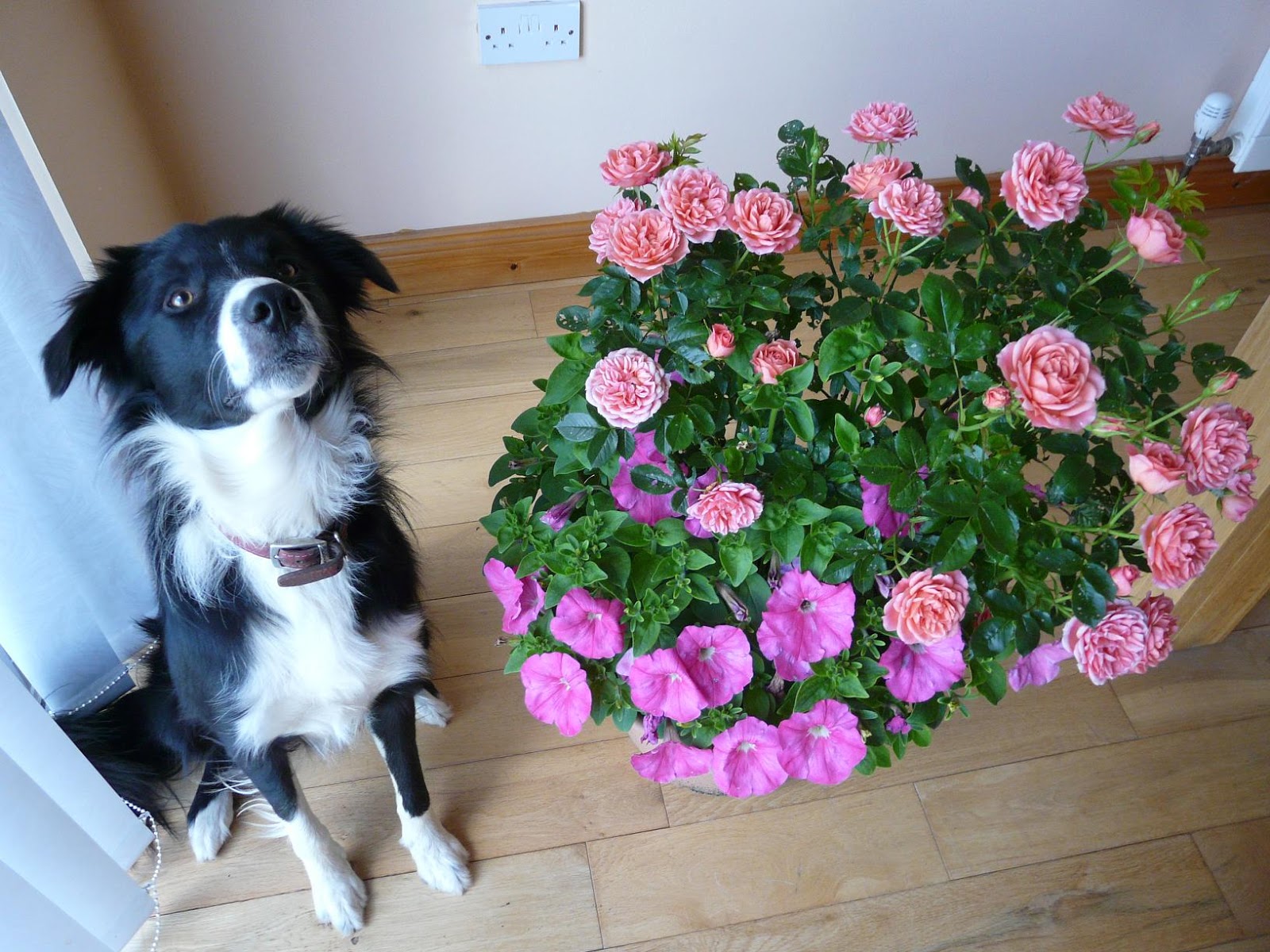 Raising Orphan Puppies How to Whiten a Dogs White Fur