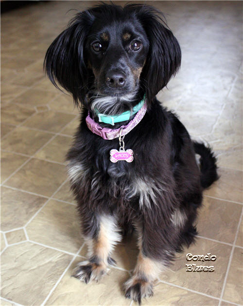 Condo Blues DIY Dog Tail Coat Rack