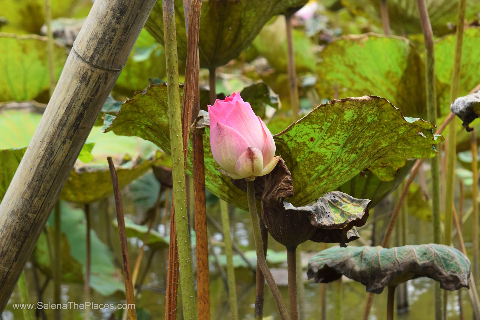 Bangkok Lotus Farm