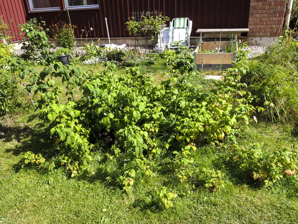 hallonsnåret hallonsnåret