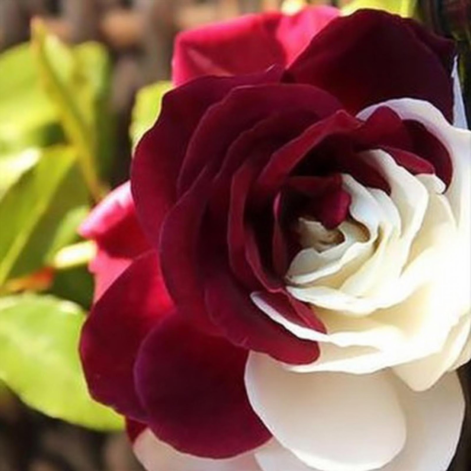 Красивые названия роз. Сорт розы Осирия.