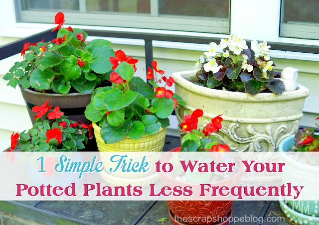 how to water plants less frequently