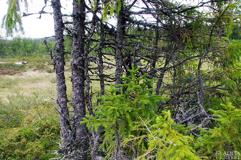 Hiking in Vemdalsskalet, Härjedalen. Photo by Alicia Sivertsson.