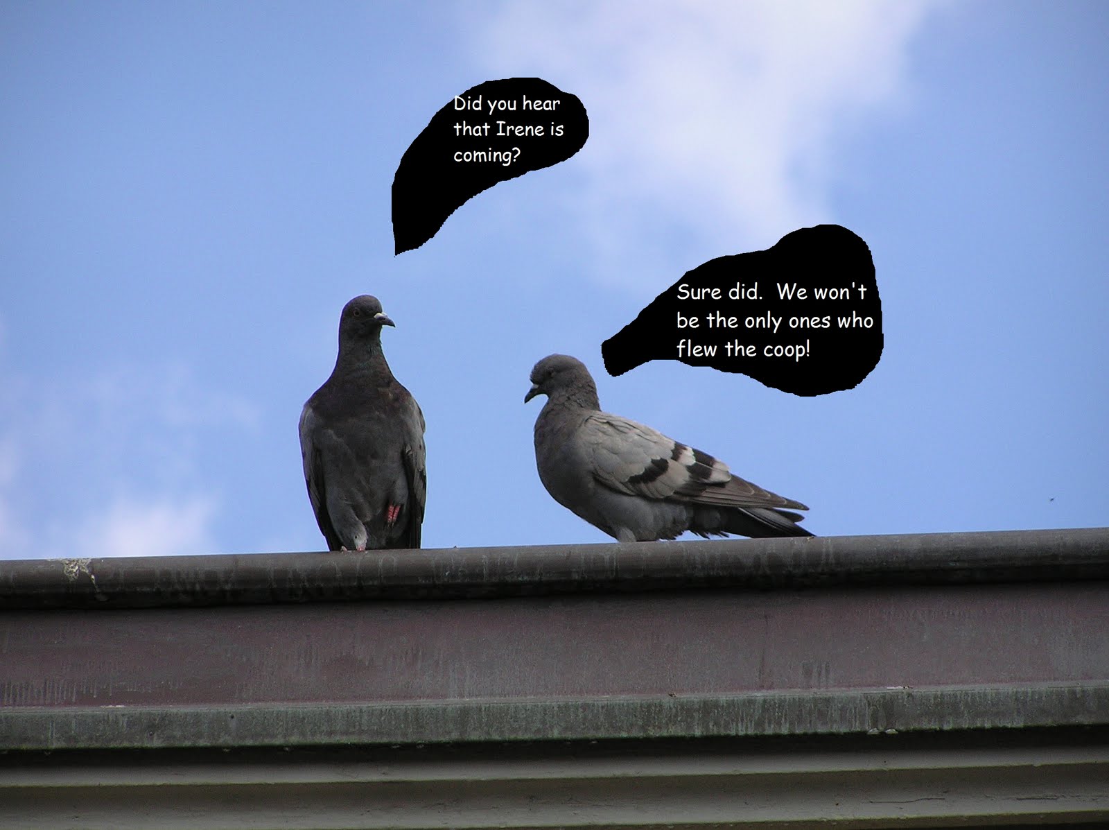 Paper Vernissage Hereford Inlet and Pigeon Talk (With a Little Pink