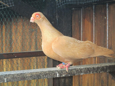 yellow pigeons - Spanisches Erdbeerauge - Ull de Maduixa