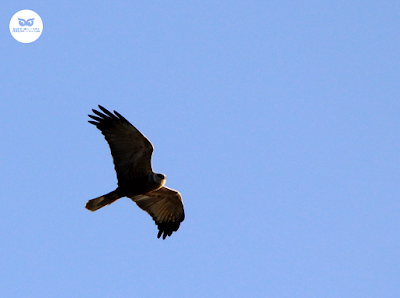 Aguilucho laguneto occidental sobrevolando la laguna