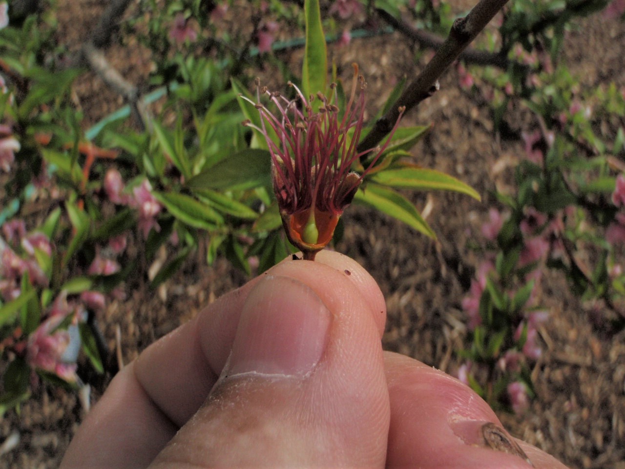 Xtremehorticulture of the Desert Nectarine Tree, Flowers but No Fruit