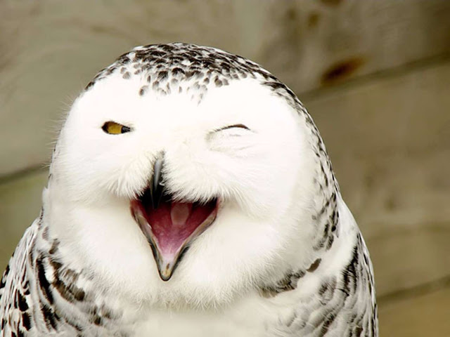 Quem disse que os animais não sorriem? Observe-os e deixe-se contagiar elfandarilha