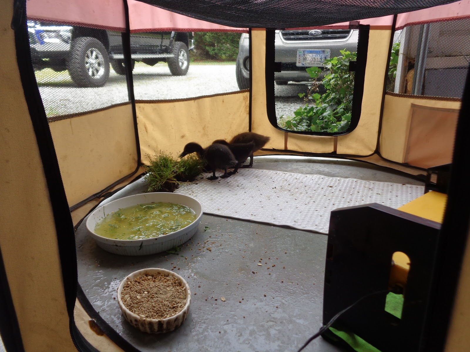 Beginners Guide to Raising Ducklings Fresh Eggs Daily® with Lisa Steele